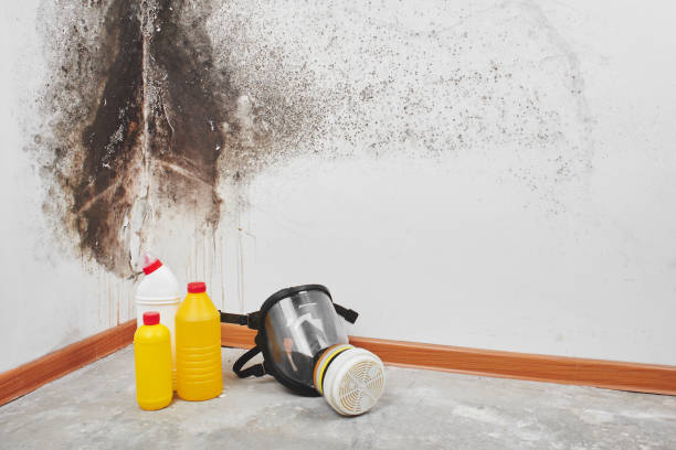Best Fast Mold Removal  in Chackbay, LA