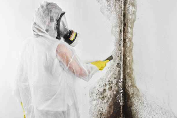 Best Home Mold Removal  in Chackbay, LA
