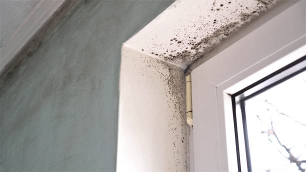 Best Commercial Mold Removal  in Chackbay, LA