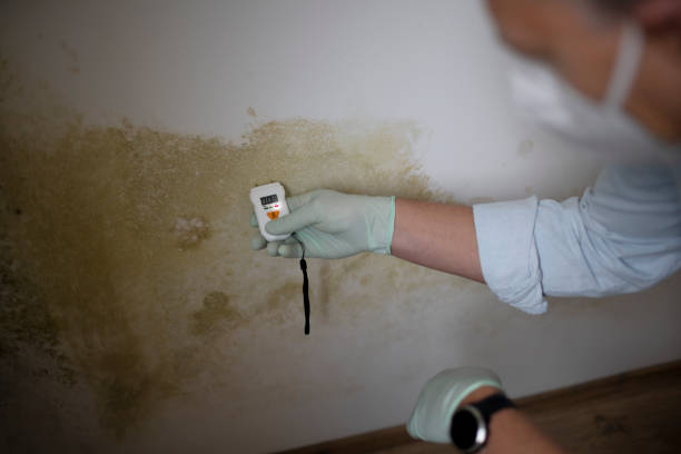 Office Mold Removal Services in Chackbay, LA