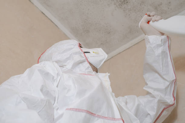 Best Fast Mold Removal  in Chackbay, LA