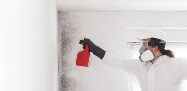 Best Toxic Mold Removal  in Chackbay, LA