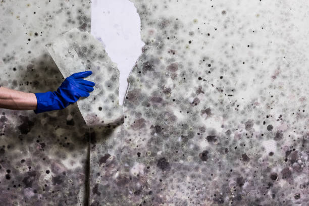 Best Residential Mold Removal  in Chackbay, LA