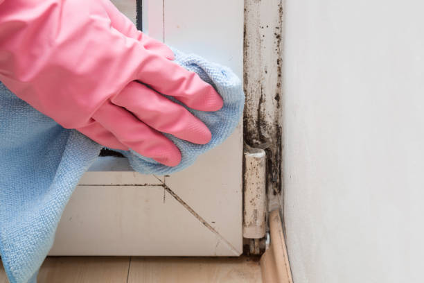 Best Mold Remediation  in Chackbay, LA