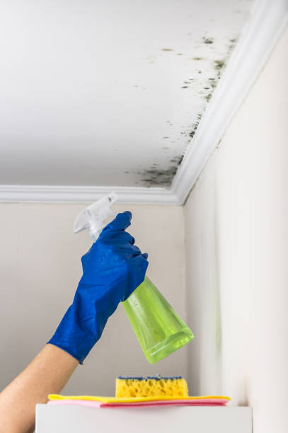 Best Certified Mold Removal  in Chackbay, LA